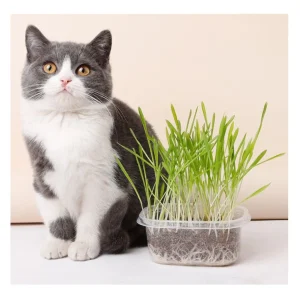 50g Cat Grass Seed with Kit Including Plastic Storage Box