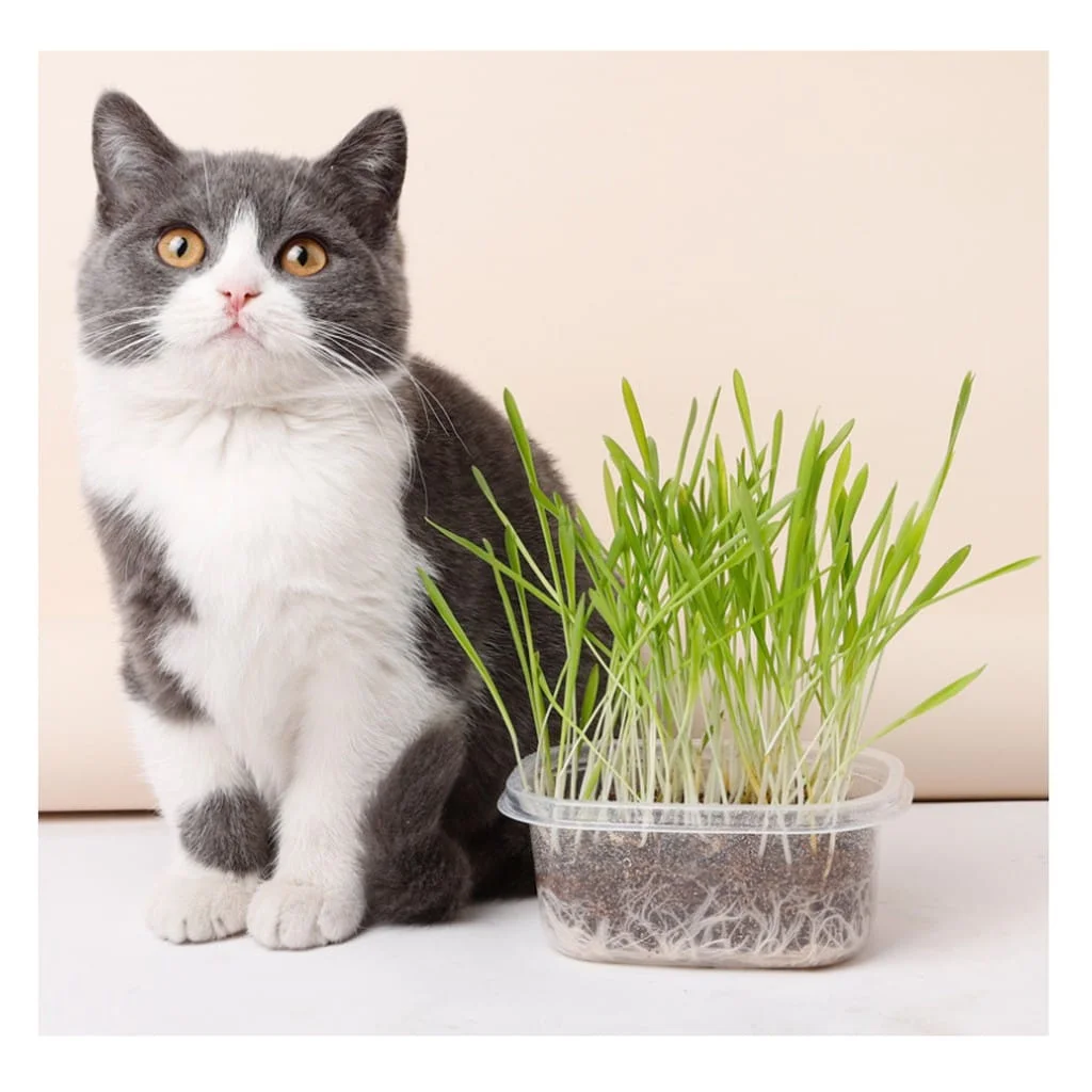 50g Cat Grass Seed with Kit Including Plastic Storage Box